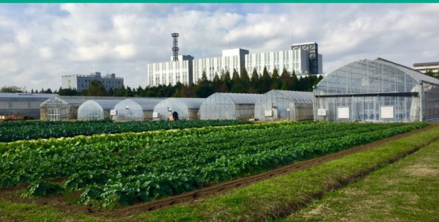 Chiba University growing facilities