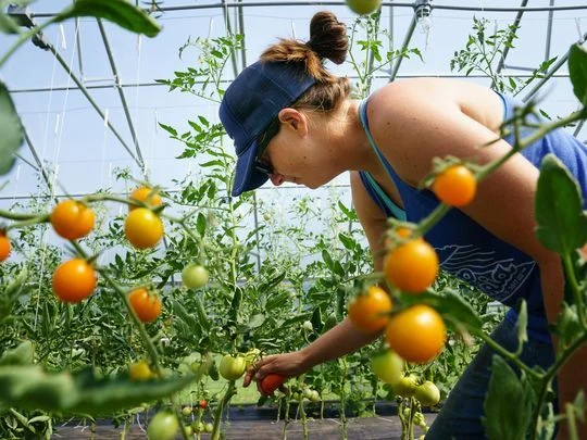 Jenny Quiner of Des Moines, picks tomatoes in a high tunnel at Dogpatch Urban Gardens on Wednesday, July 19, 2017 in Beaverdale. "We are setting a neat model to show people how local food can impact your community," Quiner said of her urban garden. (Photo: Brian Powers/The Register)