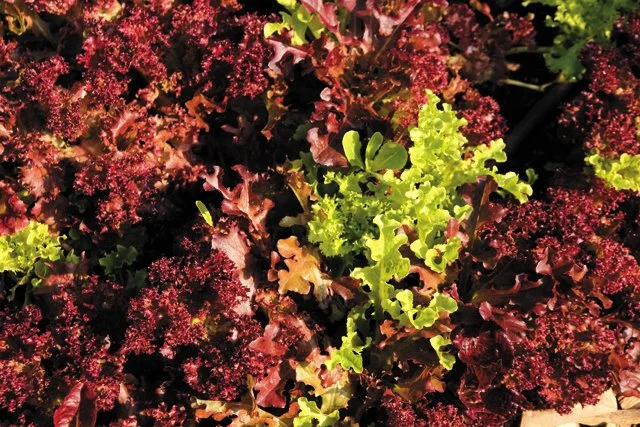 feature_urban_farming_plants_JAY_PAUL_rp0118.jpg