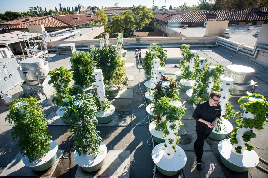 Executive chef Zach Chambers, of Caltech Dining, walks through Caltech’s Chandler Cafe’s roof garden on Thursday, Jan. 11, 2018. The aeroponic towers are growing greens, mixed lettuces, chills, eggplants, onions, and herbs with the help of LA Urban …