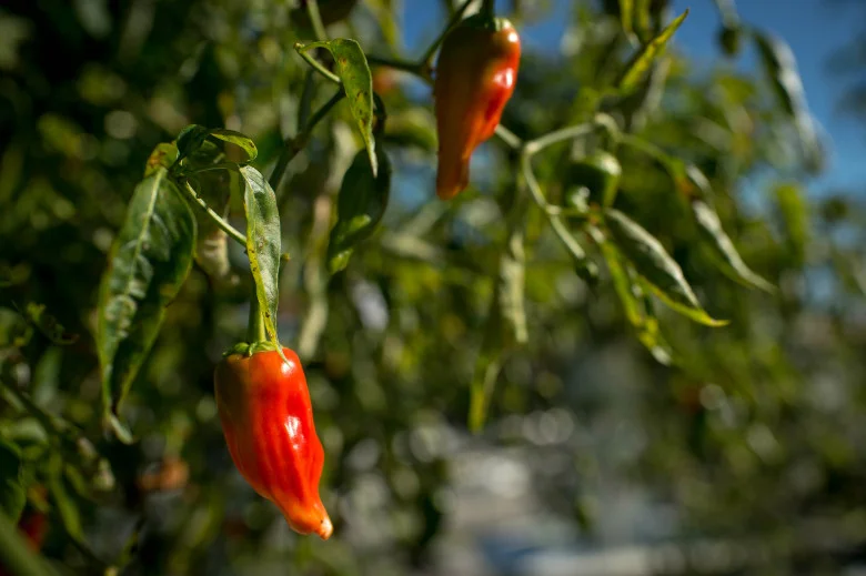 pas-l-roofgarden07-0113.jpg