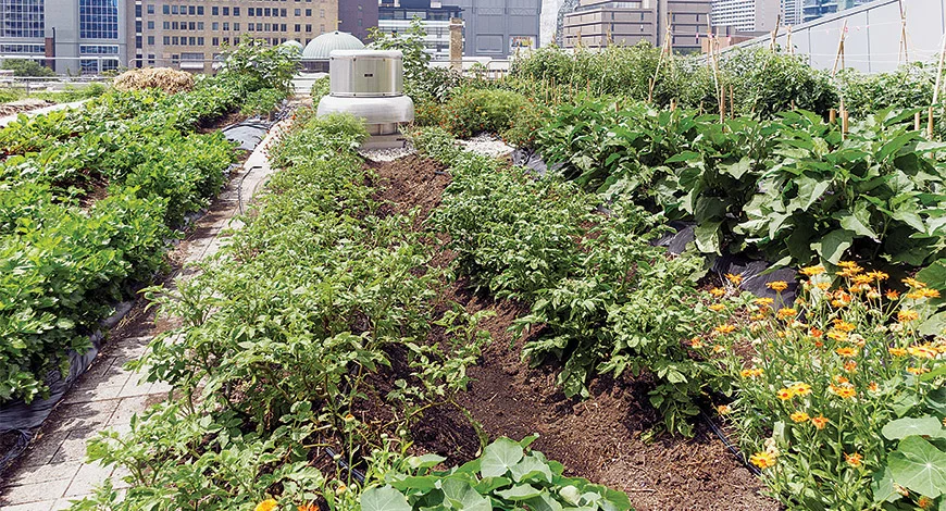 1516021162_oecch0_URBAN-FARMING-ST (1).jpg