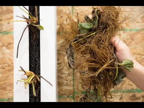 Planting Strawberries in ZipGrow Towers [Rootstock] (Copy)