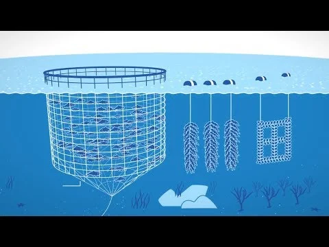 Self-Sustaining Ocean Farms (Copy)