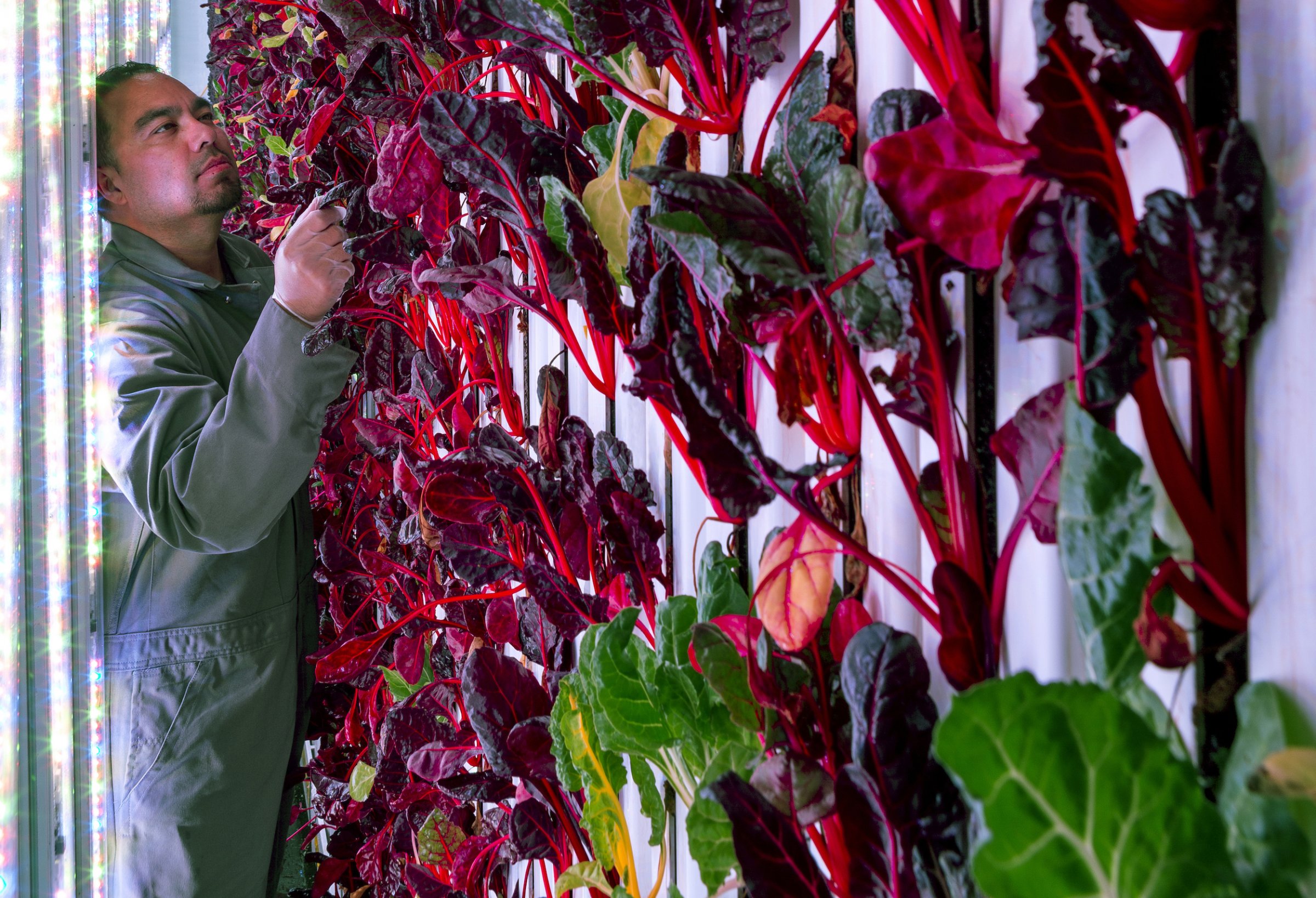 Inside Plenty's first farm in South San Francisco, California.&nbsp;Plenty
