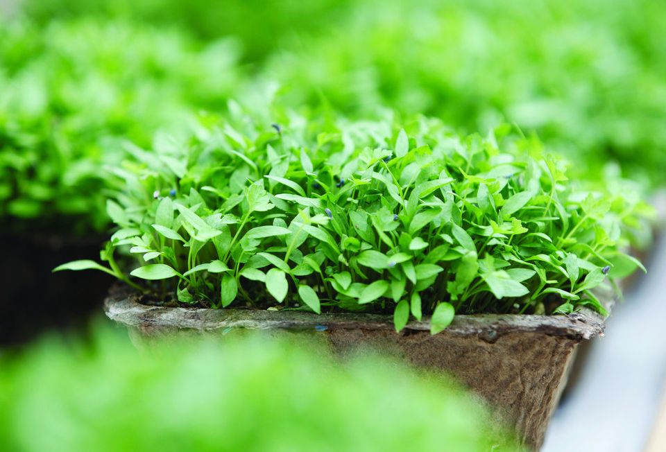717_indoorfarm06.JPG