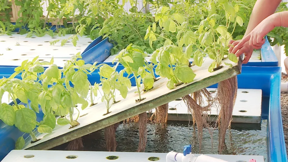 Oneida Nation Veterans use the harvest from its aquaponics operation to cook a lunch, February 7, 2018. (WLUK)