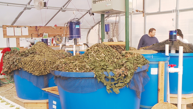 Oneida Nation Veterans use the harvest from its aquaponics operation to cook a lunch, February 7, 2018. (WLUK)