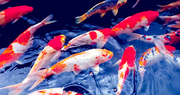 Stars Hallow Co.’s new aquaponics facility in Cambridge will raise river catfish and koi, similar to the fish in this photo. Only the catfish will be sold as food.(Photo: Depositphotos)