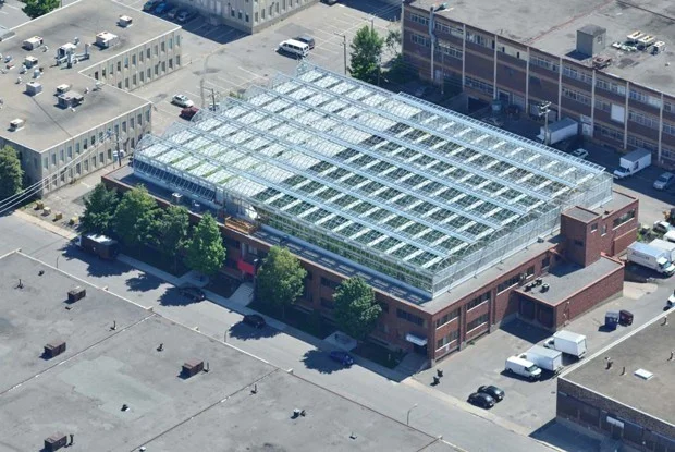 The rooftop greenhouse in Montreal’s Ahuntsic neighborhood (Lufa Farms)