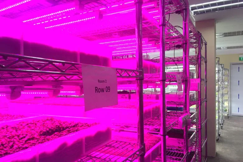 hz-plant1-0209.jpg