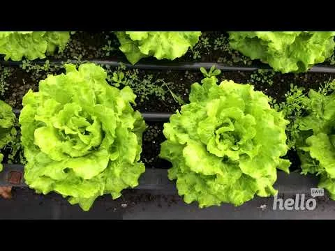 Local Produce (Copy)