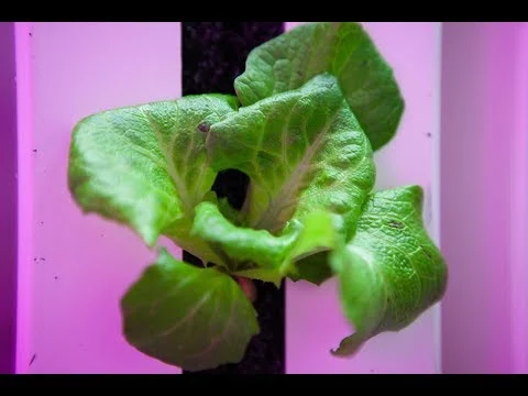 Short Takes: Let Us Farm (Copy)