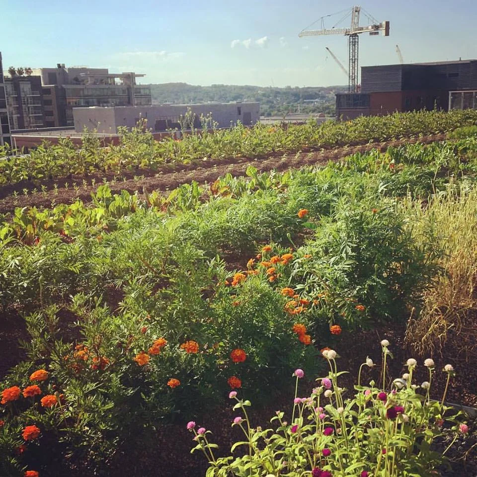 Up Top Acres' farm at 1015 Half Street&nbsp; (Photo via Facebook)