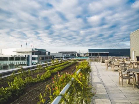 Up Top Acres Is Planning To Grow Rooftop Farming In The DMV