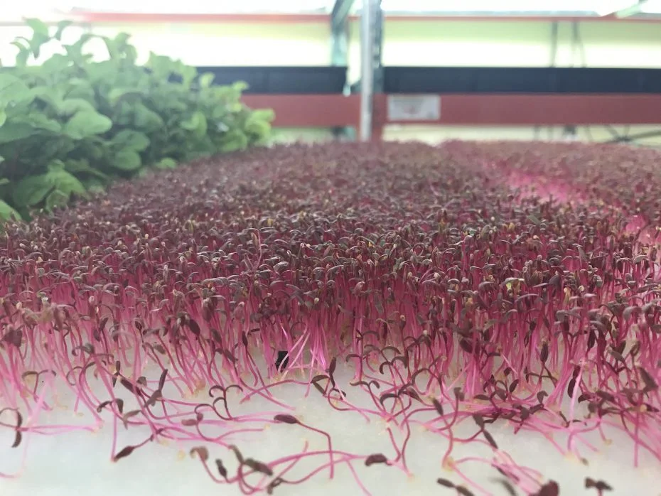 The week of Valentine's Day, red amaranth was popular among Vertical Fresh Farms' chef clients. (Caitlin Hartney/Special to The News)
