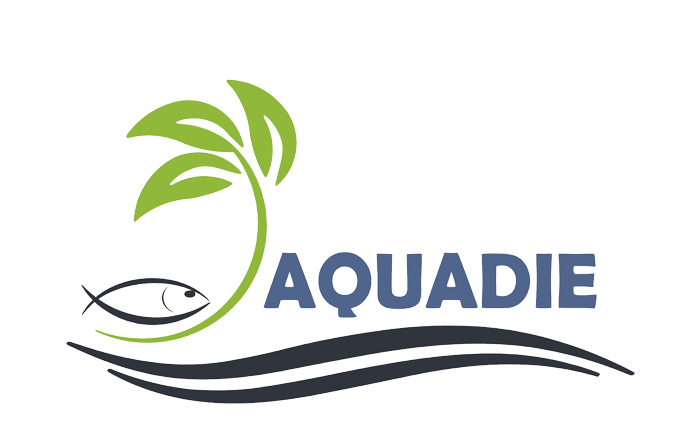 How 500 Fish Are Helping To Grow 40 Heads Of Lettuce