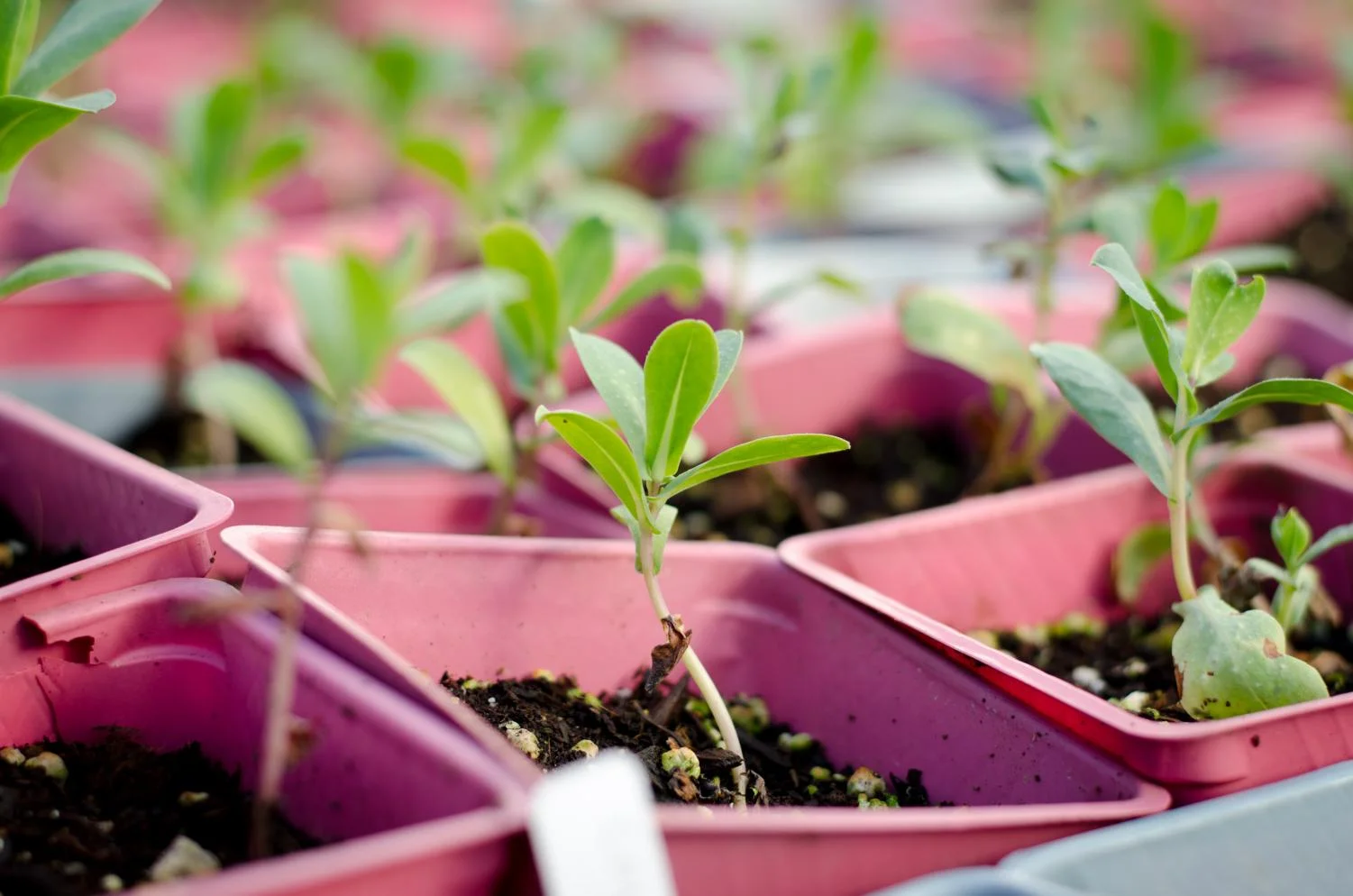 plants_25692079877_o.jpg