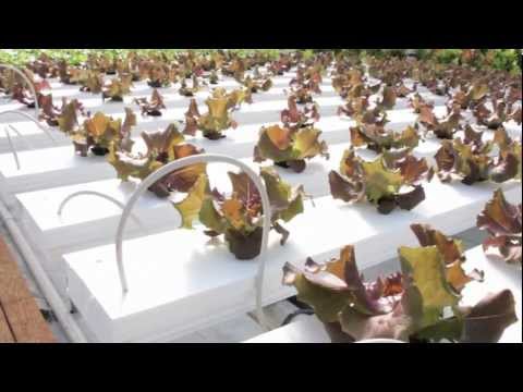 Introduction to Cropking (Copy)