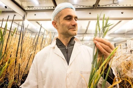 wheat1.jpg