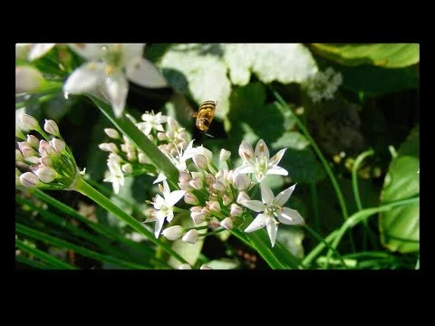 Eat Your Front Garden, by Mat Coward (Copy)