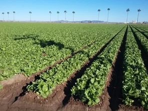 Yuma lettuce_0.jpg