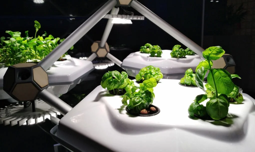 Hexagro-Food-1020x610.jpg
