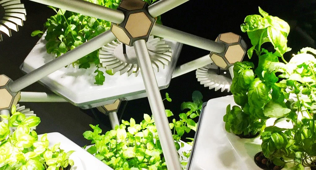 Hexagro-Living-Farming-Tree-Growing-1020x549.jpg