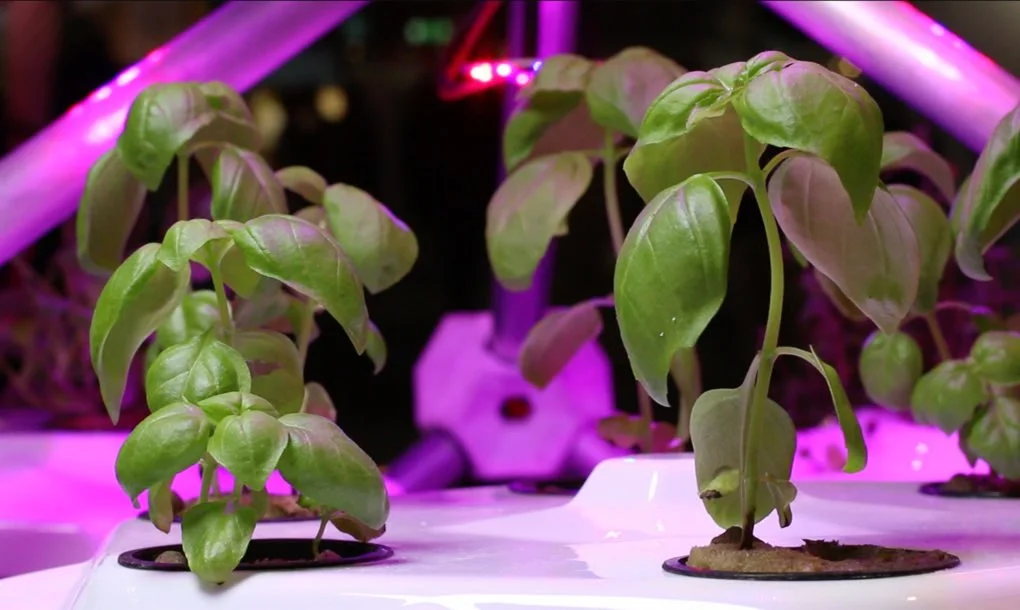 Hexagro-Plants-1020x610.jpg