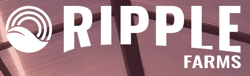 Growing Food With Fish Poop: How These 'Farmers of The Future' Are Feeding Toronto Ripple Farms Is Bringing The Farm To The City, One Shipping Container At A Time