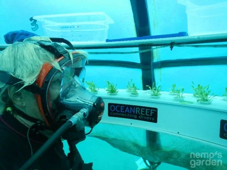 nemo3.jpg