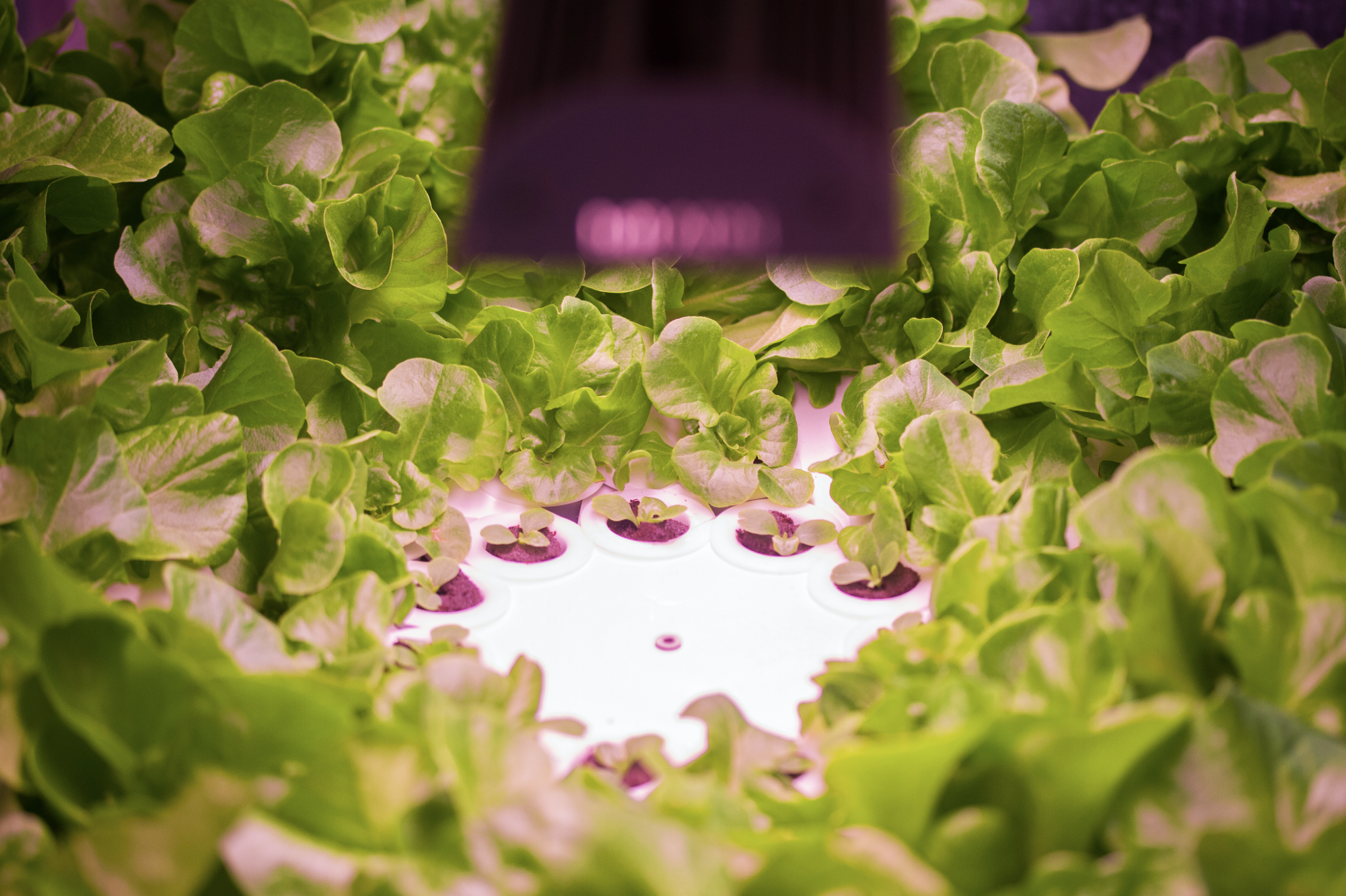 iGrow Pre-Owned-Indoor Vertical Farming News Archive-iGrow Pre-Owned