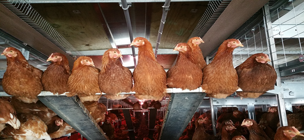 brown-hen-banner2.png