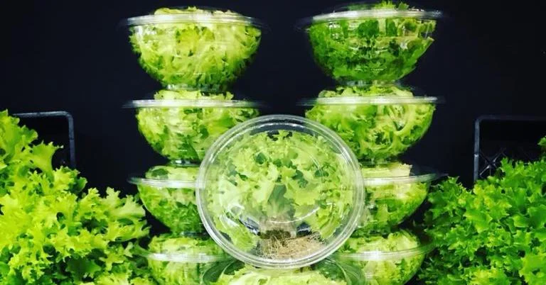 Lettuce that was grown and harvested last Friday from inside the Nebullam model farm near Nevada. Photo courtesy of Clayton Mooney