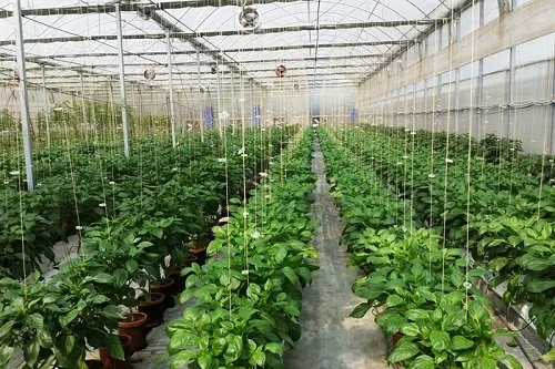 Why Does Bangladesh Need Hydroponic Cultivation For Future Generation Igrow