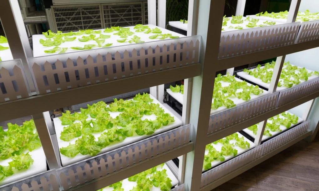 Vertical-farming-1-1020x610.jpg