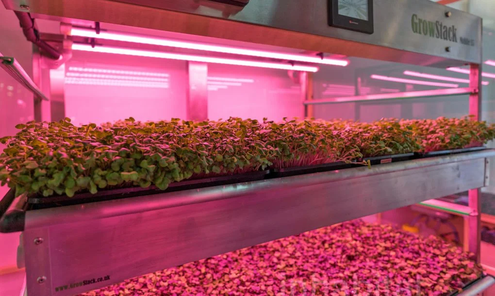vertical-farming-2-1020x610.jpg