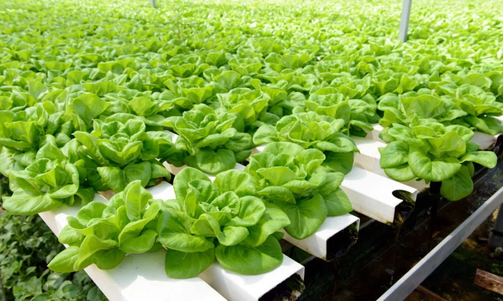 vertical-farming-4-1020x610.jpg