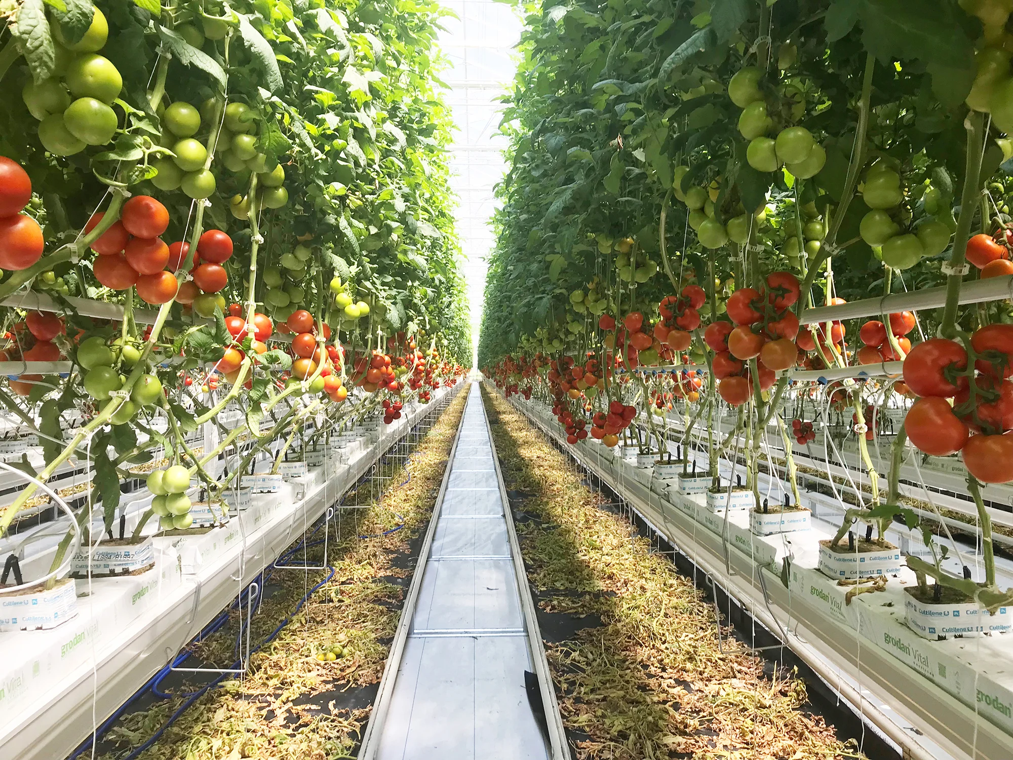 Mucci Farms - Ohio Press Release Assets - 1.jpg