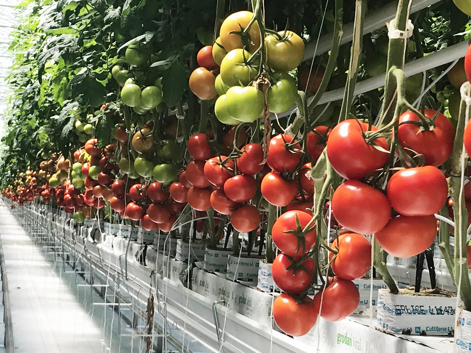 Mucci Farms - Ohio Press Release Assets - 2.jpg