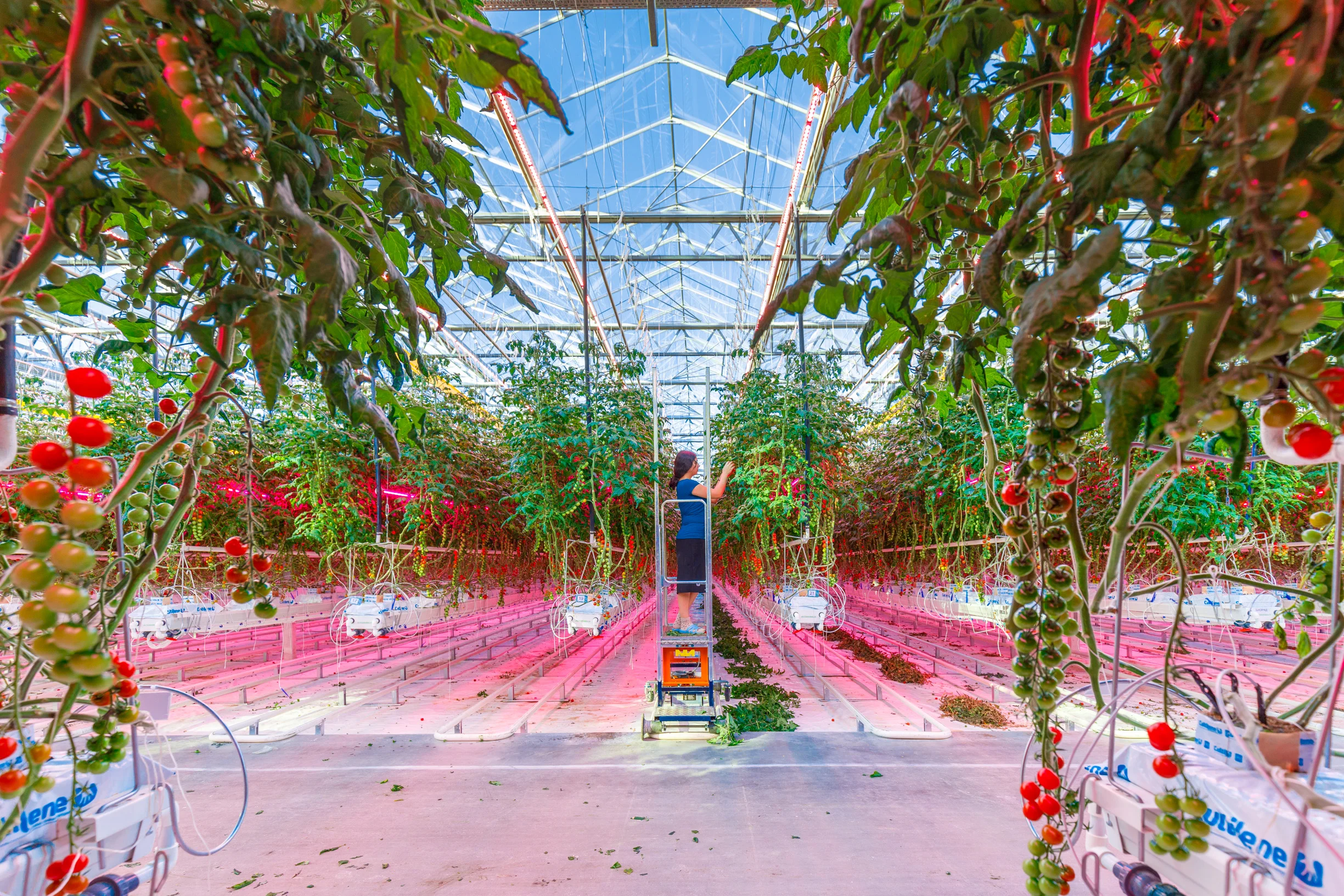 Signify_AGROINWEST-3.jpg