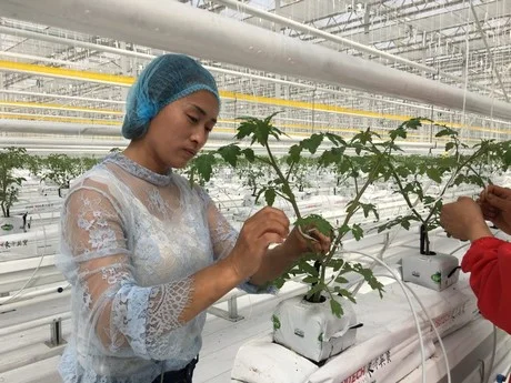 Workers are carefully looking after the seedlings