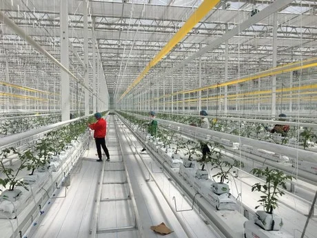 Workers are checking the growth situation of seedings in the greenhouse