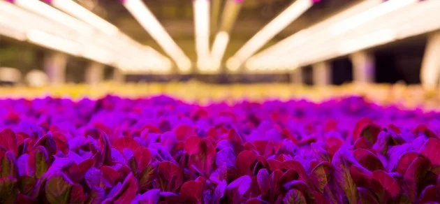 AeroFarms uses LED lighting to create a light recipe for each plant.CREDIT: Ellise Verheyen