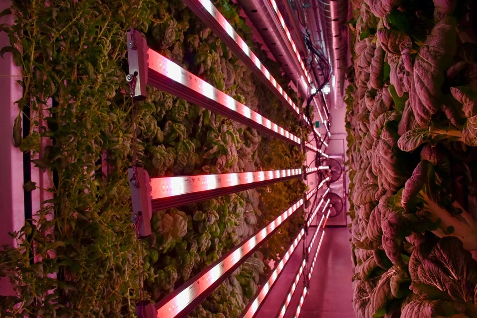 2018-06-22-borealis-fresh-farms5-mh.jpg