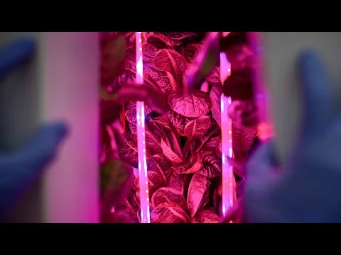 Crop Spot Farms brings hydroponic farm tech to Ann Arbor inside a shipping container (Copy)