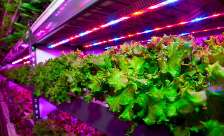 Vertical Farms Supersize Their Ambitions