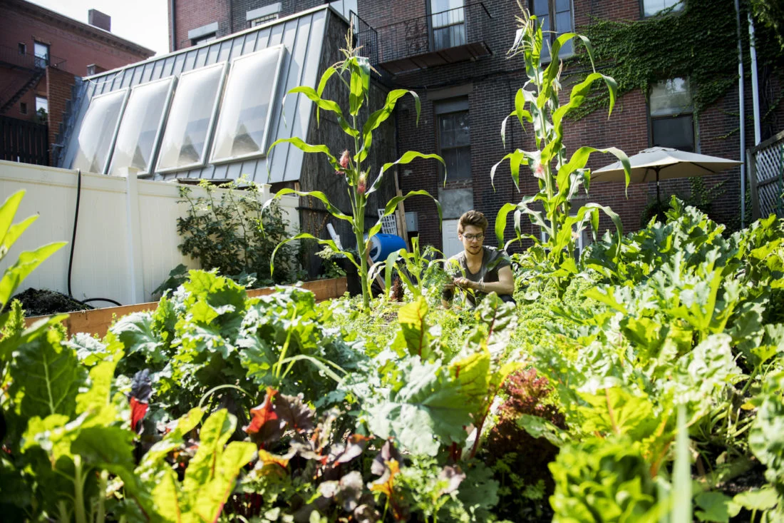 071618_MM_Boston_Microgreens_003-1100x0-c-default.jpg