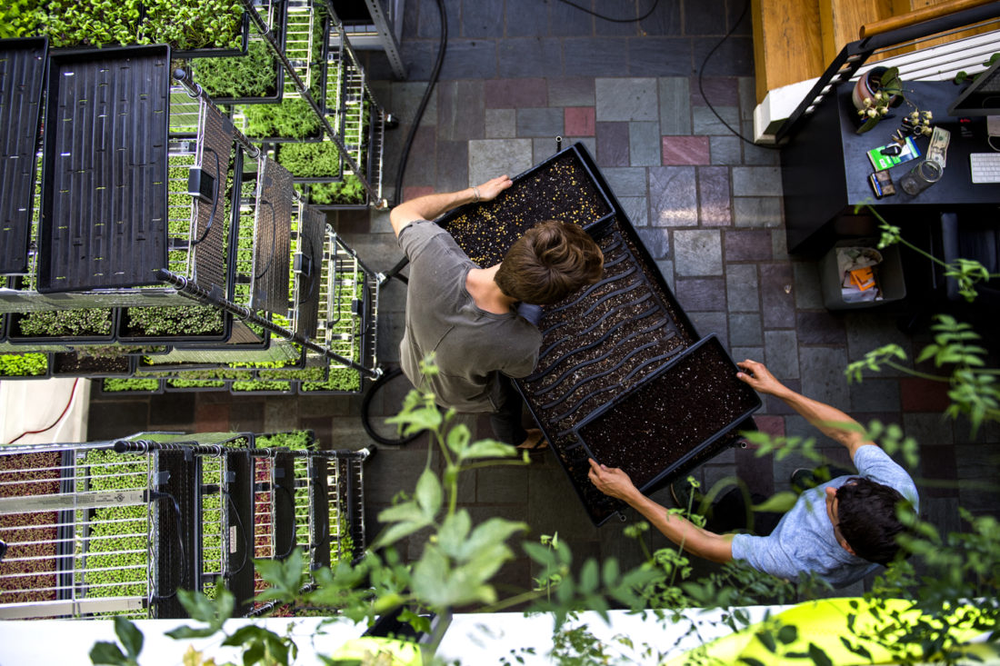 071618_MM_Boston_Microgreens_010-1100x0-c-default.jpg