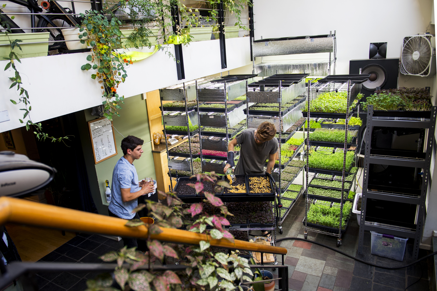 071618_MM_Boston_Microgreens_006.jpg